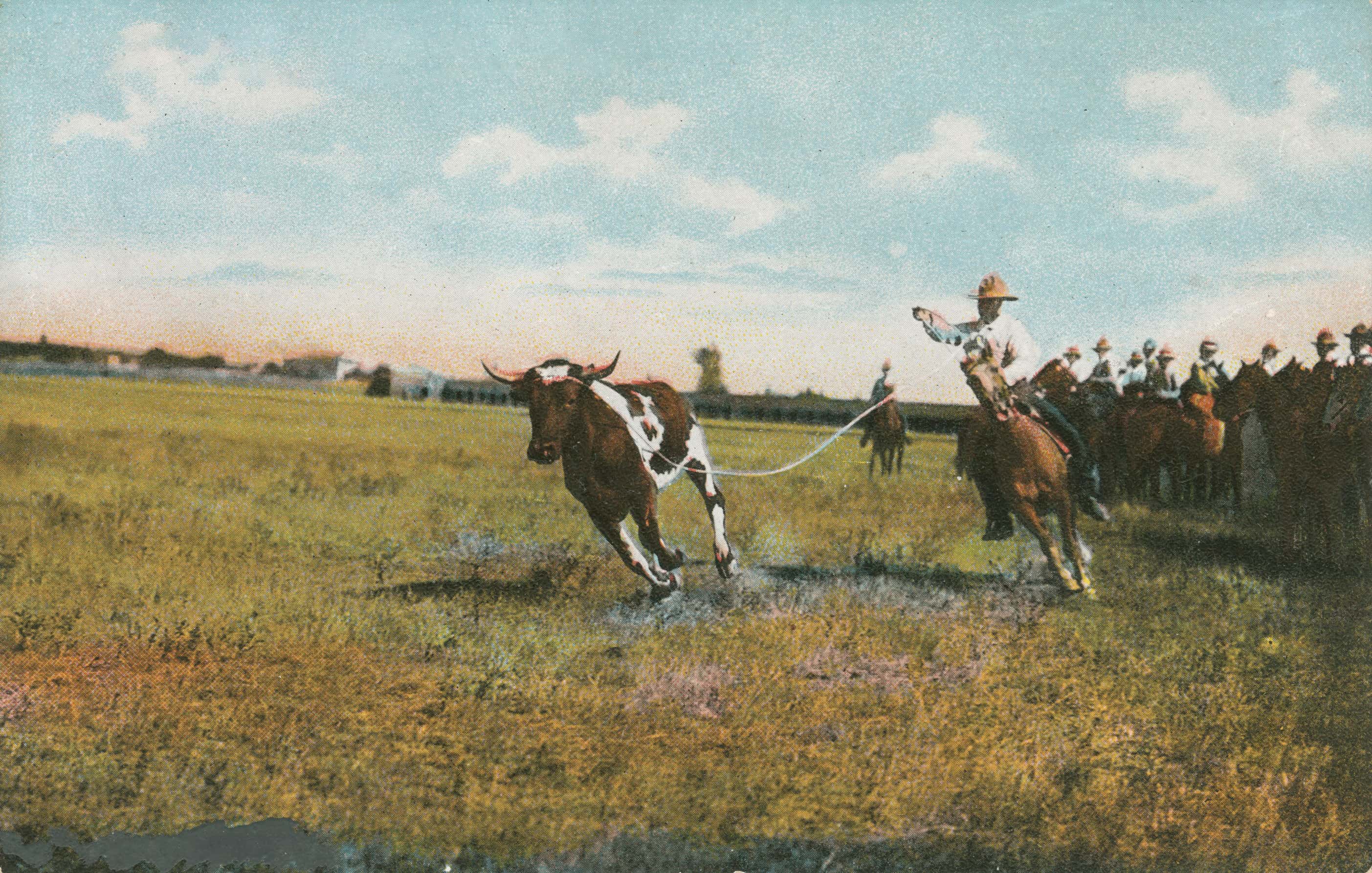 Cowboy lassoing a hefty steer